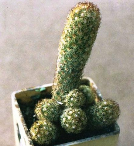 Mammillaria_elongata_2